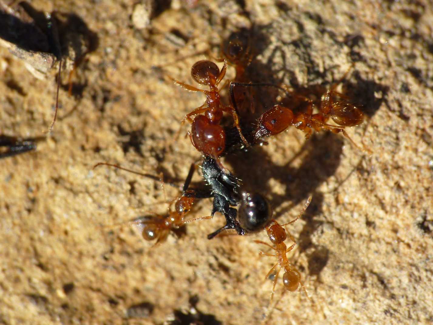 Formicidae - Pheidole pallidula